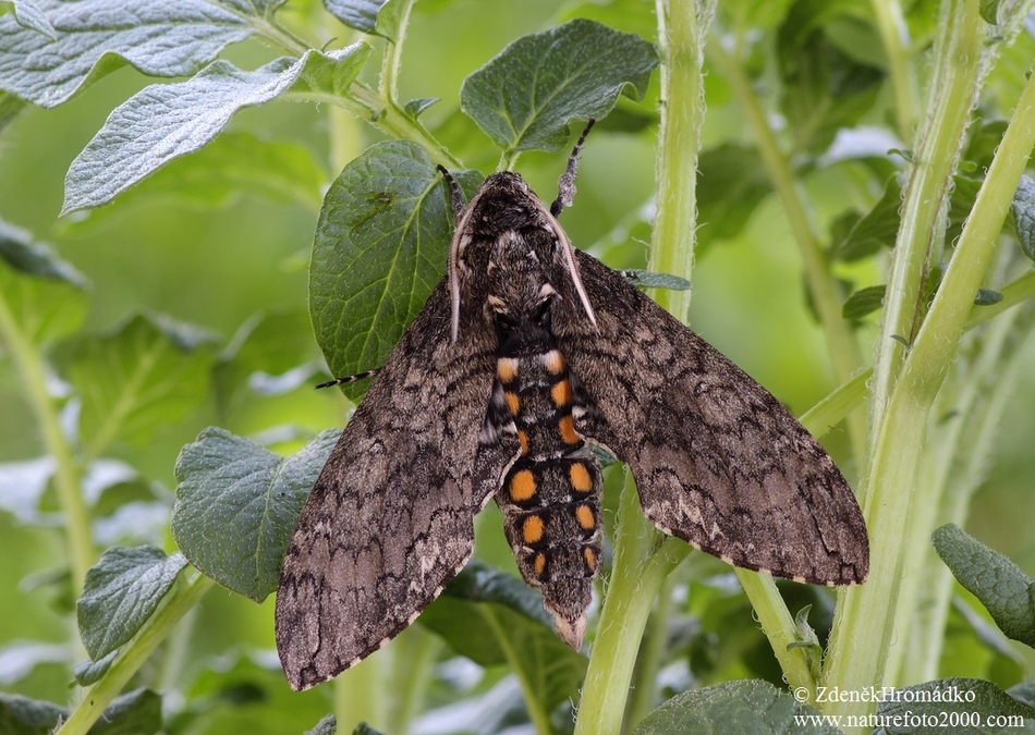 lišaj tabákový, Manduca sexta (Motýli, Lepidoptera)